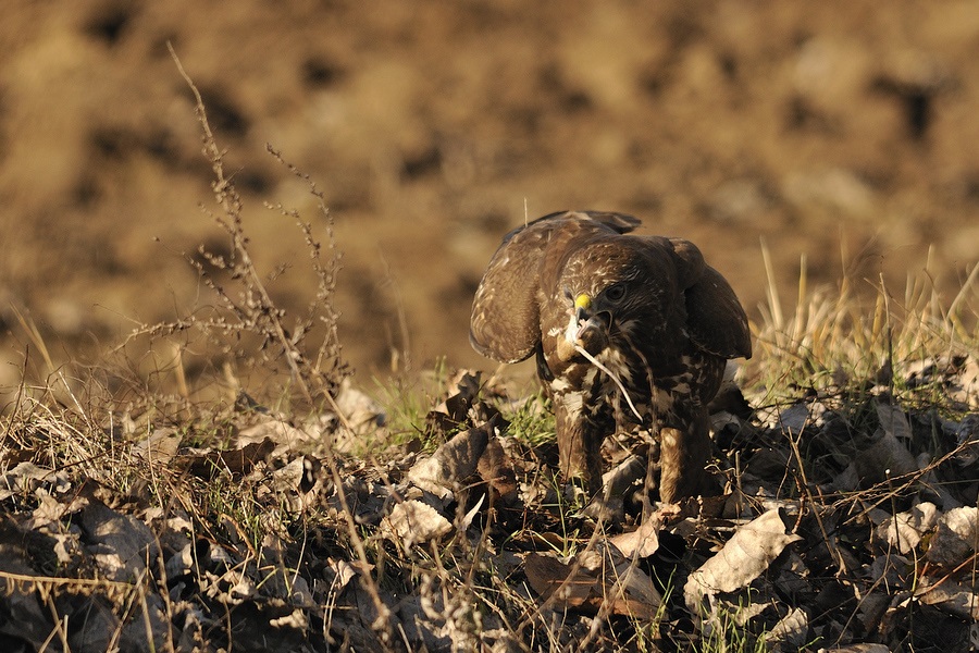 Cattura, ingollo.....e liberazione. (fotoracconto)